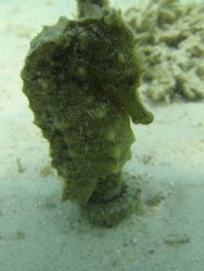 Yellow Sea Horse, Kaneohe Bay, Oahu. (Coconut Island, a.k... by Chris Lawford 